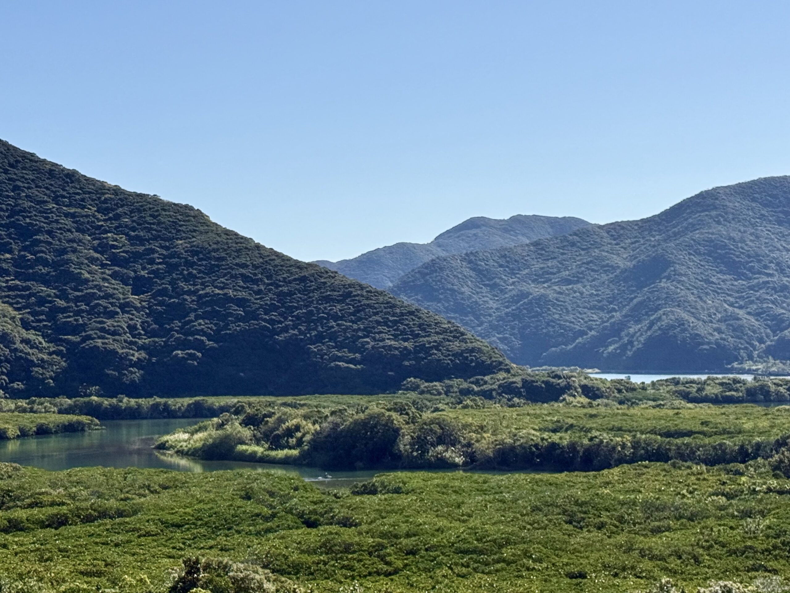 住用マングローブ