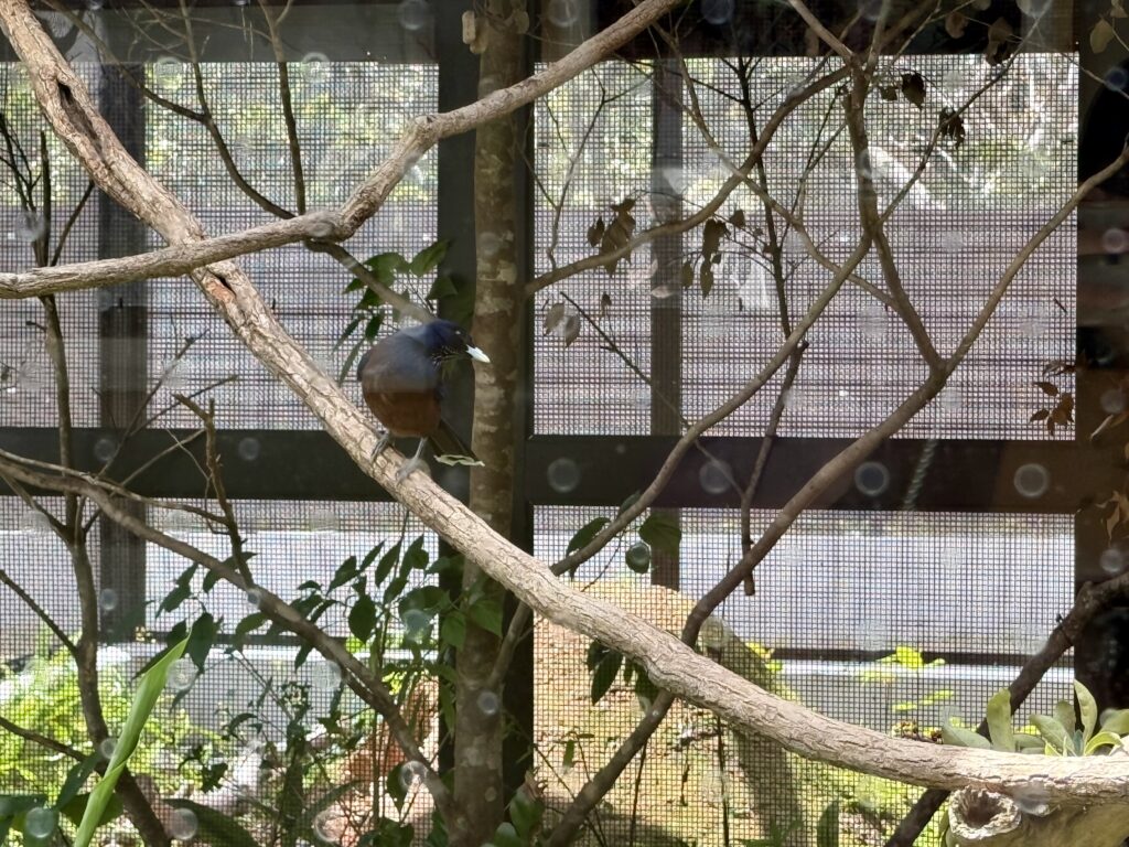 クルグルルリカケス