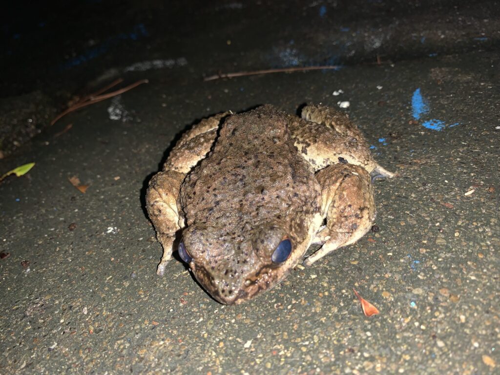 アマミオットンカエル