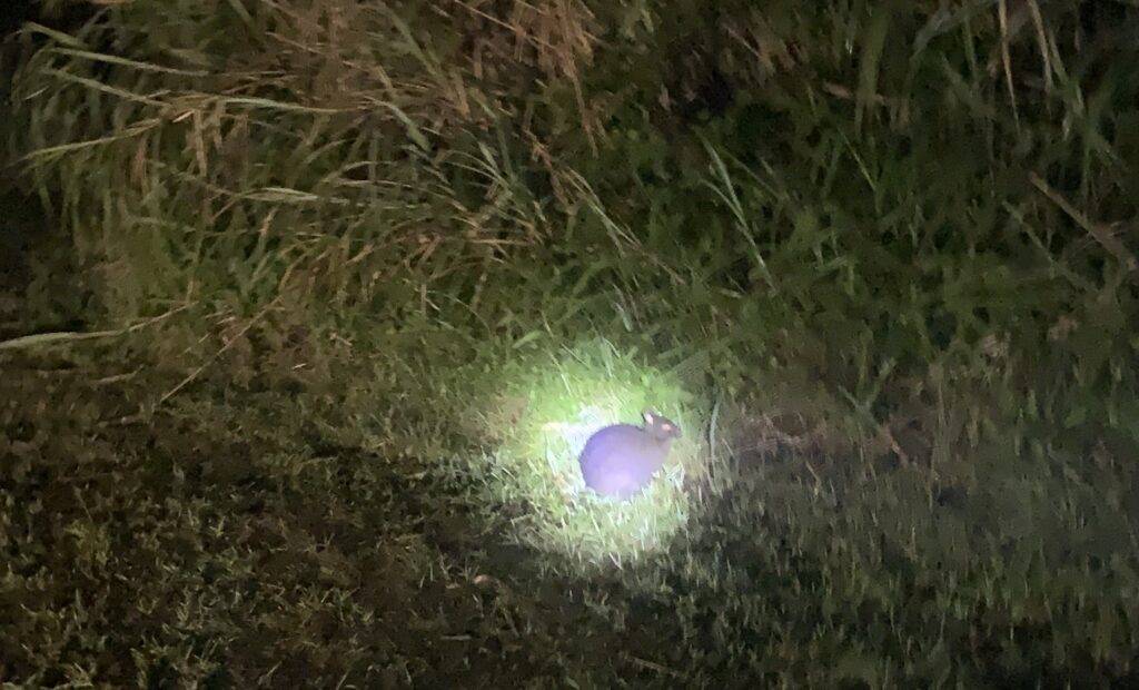ナイトツアーアマミノクロウサギ