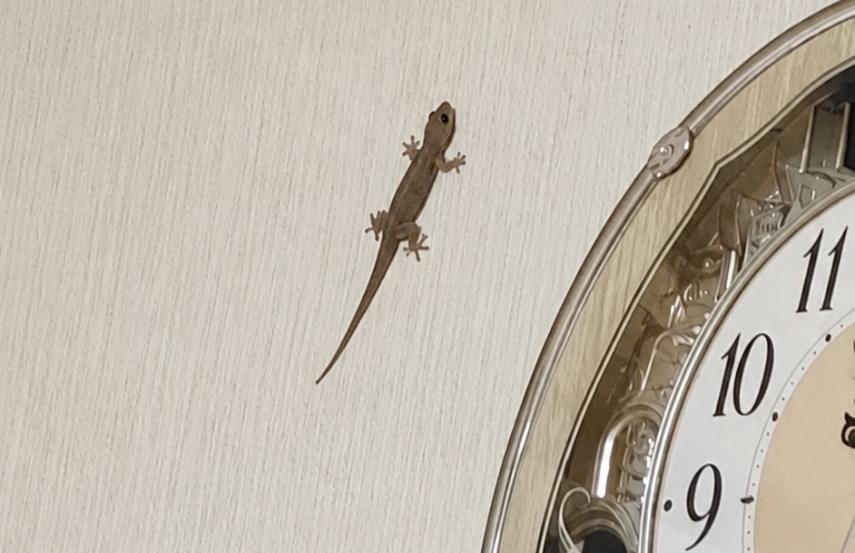 奄美大島やもり