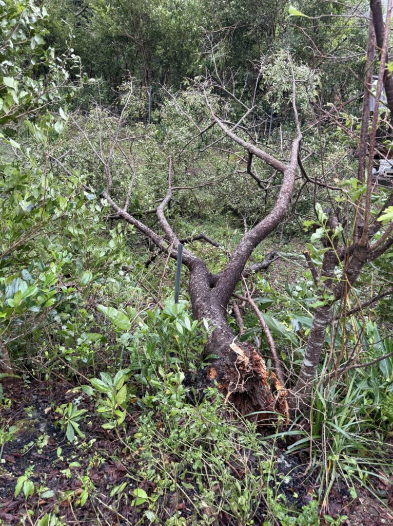 奄美台風被害